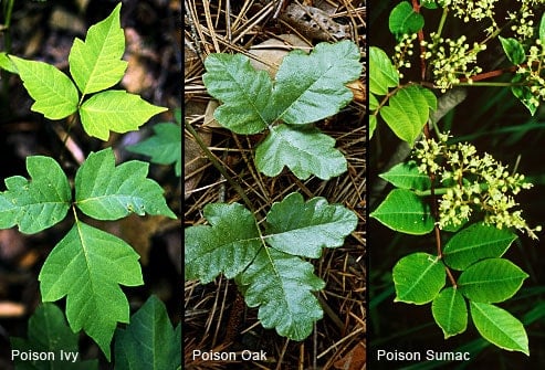 poisonplants