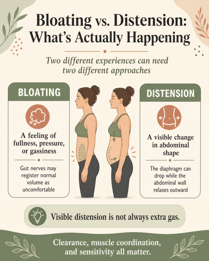 infographic bloating vs distension